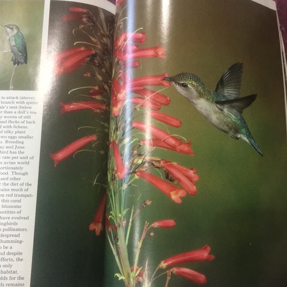 National Geographic Vol. 177 No. 6 June 1990 - Picture 11 of 13
